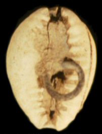 Bottom side of cowrie shell with lead filling and button loop..